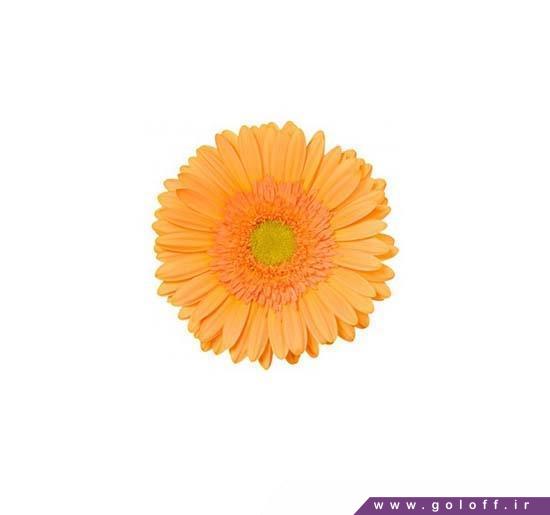 گالری اینترنتی گل - گل ژربرا فندر - Gerbera | گل آف